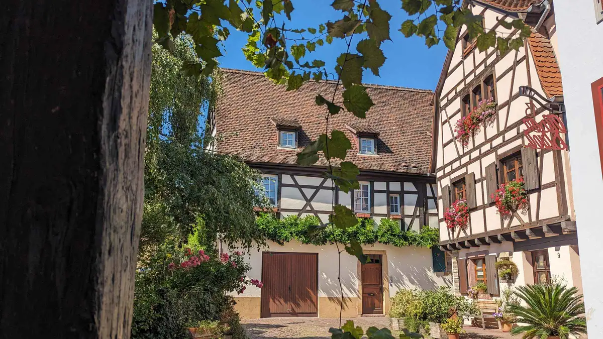 A half-timbered house with red shutters in Colmar's old town, framed by a vine-covered gate in summer