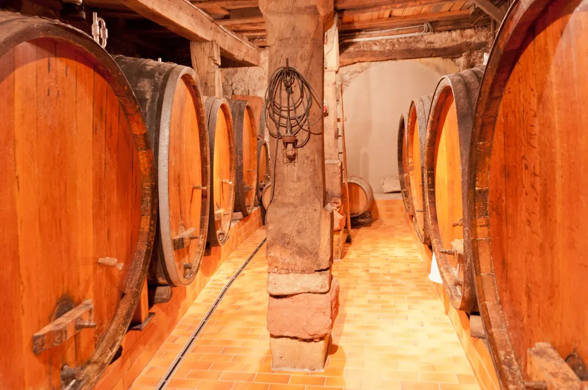 Large wooden casks lining a cellar at a winery in Eguisheim