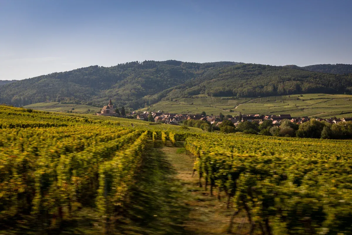 Vineyard rows on the Alsace wine route with a village below green hills